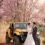 Chụp Hình Cưới Đà Lạt Mùa Mai Anh Đào 2026: Top 4 Địa Điểm & Bí Kíp "Sống Còn"